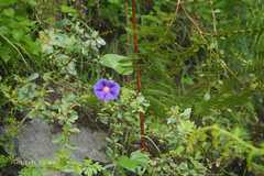 Ipomoea purpurea